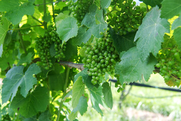 Clusters of ripening wine grapes in a Virginia vineyard in the suburbs of Leesburg. close-up.