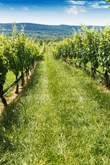 Naklejka premium row of wine grapes in a Virginia vineyard in the suburbs of Leesburg. Sunny day, blue sky.