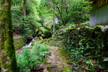 Fototapeta na wymiar 高知県須崎市樽の滝への遊歩道