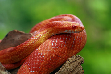 Fototapeta premium Corn Snake on the wood