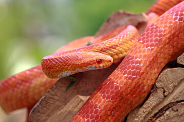 Corn Snake on the wood