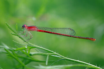 Damselfly on the branch 