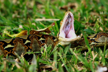 Reticulated Python Snake on the grass