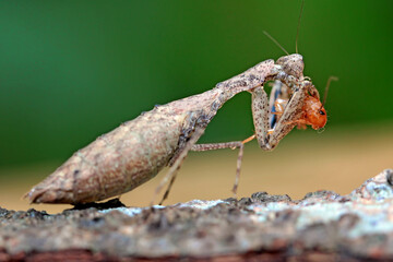 Indian Bark Mantis on the wood