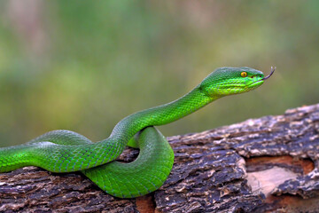 Trimeresurus Albolabris, Pit Viper Snake on the branch