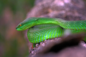Trimeresurus Albolabris, Pit Viper Snake on the branch