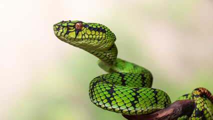 Green viper snake in close up
