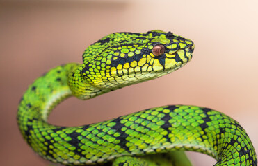 Green viper snake in close up
