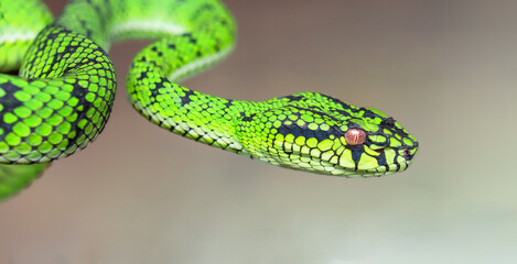 Green viper snake in close up
