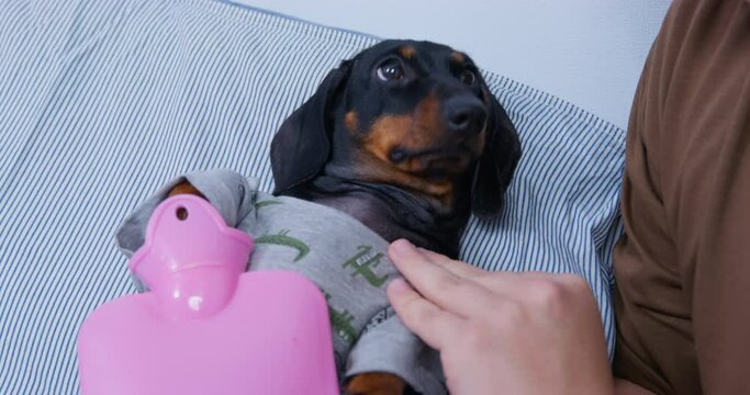 Sick Dachshund Dog Lies On Pillow In Bed With Pink Warm Heating Pad On Belly. Man Owner Takes Care Of Black Domestic Pet Stroking With Hand Closeup.