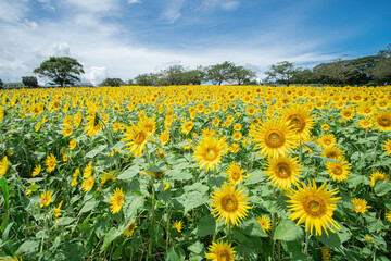 Fototapeta premium ひまわり畑の風景