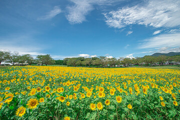 Fototapeta premium ひまわり畑の風景