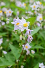 ワルナスビ（悪茄子）