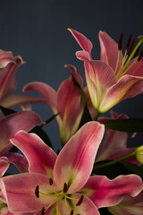 Beautiful bouquet of flowers. Lilies on a dark background. Background. Texture.
