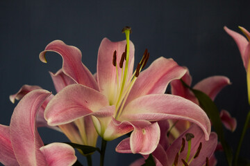 Beautiful bouquet of flowers. Lilies on a dark background. Background. Texture.