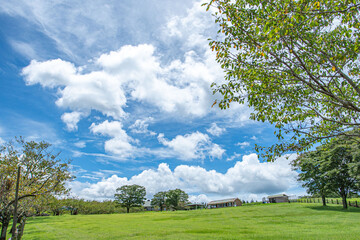 青空と牧場