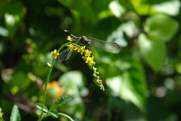 黄色い花とトンボ