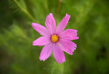 Floral. Closeup view of Cosmos bipinnatus plant, also known as Mexican Aster, flowers of pink, and fuchsia color petals, blossoming in the park.