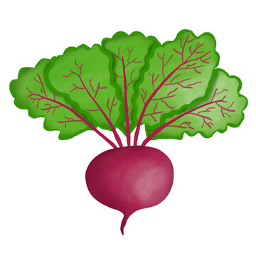 Watercolor of beetroot or radish