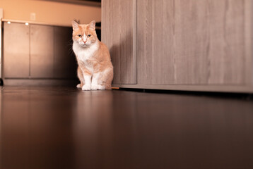 Male Tan Tabby Cat sitting on a dark brown floor