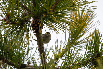 Golden-crowned Kinglet (Regulus satrapa) Peeking Behind Tree at Cupsogue Beach County Park, Long Island, New York, United States