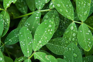Fototapeta premium Plant Leaf with water drops. leaves green background with rain drop
