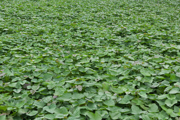 Sweet potatoes grow in the fields