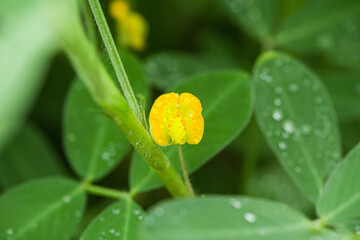  yellow peanuts flower with green leaves growing in field