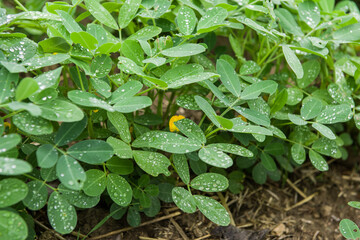  peanuts plant growing in field with flower