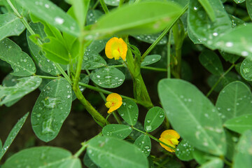  yellow peanuts flower with green leaves growing in field