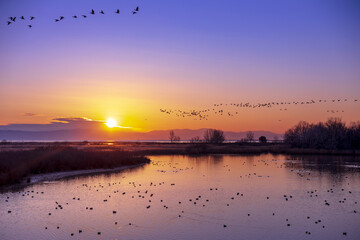 Colorurful Morning Wildlife Sunrise on Delat of River Soca - Isonzo in Italy