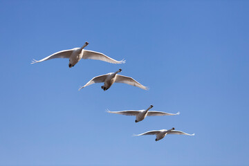 Swans Flaying over Blue Sky