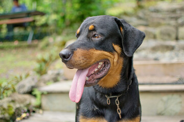 portrait of a black dog