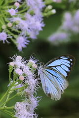 common gull butterfly (cepora nerissa) sitting on wild flower and sucking nectar from it, tropical rainforest in india