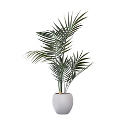 Obraz na płótnie Canvas 3d illustration of palm trees in a Houseplant on a white background
