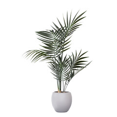 3d illustration of palm trees in a Houseplant on a white background