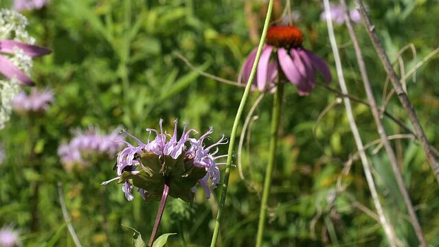 Bumblebee gathers pollen from the purple flower blossom of a Broad Winged Thistle, Carduus acanthoides. Handheld clip with zoom out.