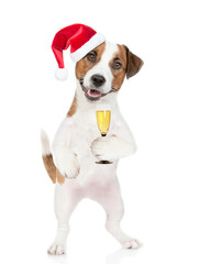 Jack russell terrier puppy wearing santa hat holds glass of champagne. isolated on white background