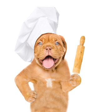 Funny Dog Wearing Chef's Hat Holds Rolling Pin. Isolated On White Background