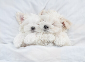Cute white Lapdog puppies sleep under warm blanket on a bed at home. Top down view