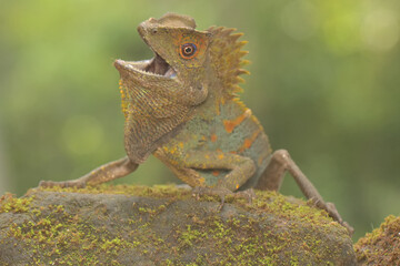 Body gesture of a forest dragon who is ready to attack the intruding animals that enter its...