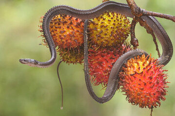 A dragon snake is looking for prey in a bunch of rambutan fruit. This reptile has the scientific...