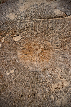Stumb background