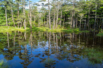 早朝の水面に映る原生林の樹木と青空。エコロジー,自然,環境,緑,,持続かのイメージ