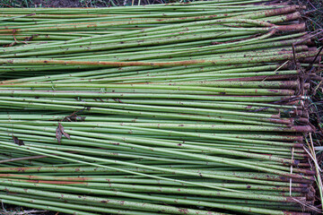 green raw jute tree farm