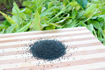 green raw jute tree with seed