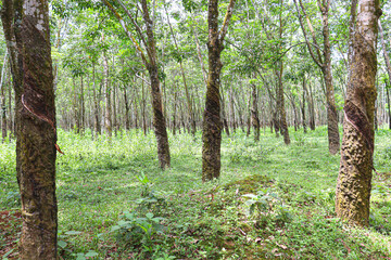 natural raw rubber tree plant