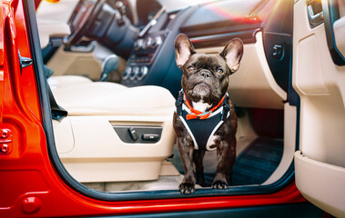 French bulldog in car