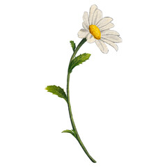 daisy isolated watercolor