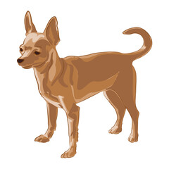 Chihuahua dog color illustration. Chihuahua clipart. 